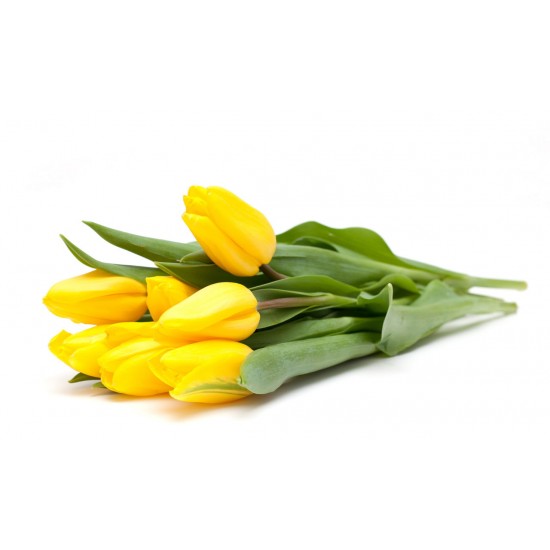 Bright Holland Yellow Tulips Bouquet