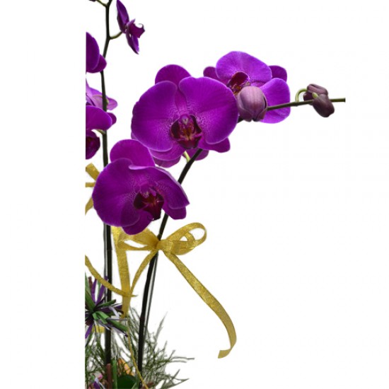 2pcs Taiwan Orchids